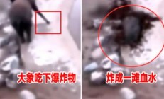 大象身体爆炸粉碎画面曝光 惨不忍睹一滩血水碎肉(图)