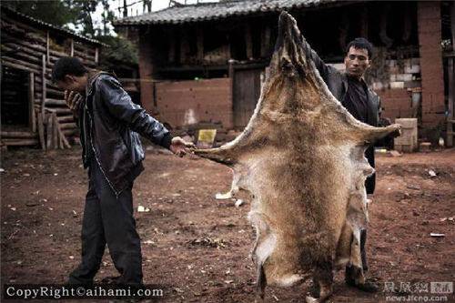 云南村民炖狼惊呆网友:肉被吃光只剩一张2米长“狼皮” 网友称有点...