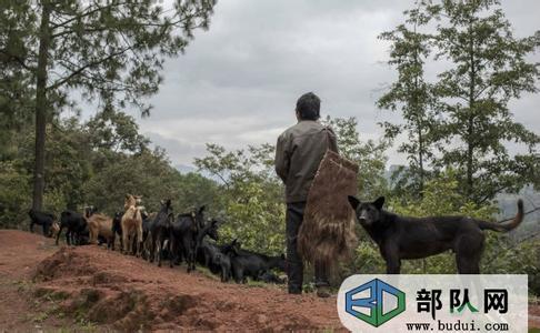 云南村民炖狼惊呆网友:肉被吃光只剩一张2米长“狼皮” 网友称有点...