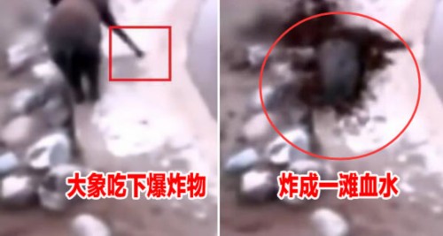 大象身体爆炸粉碎